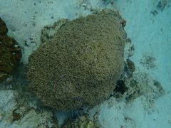 Physogyra lichtensteini