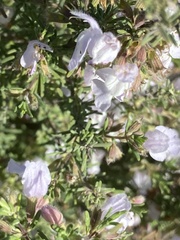 Image of Conradina brevifolia