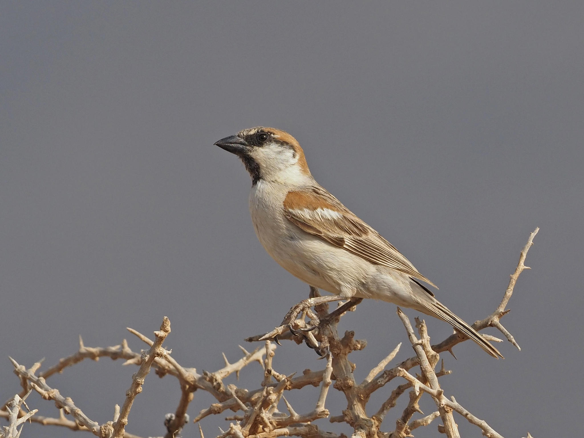 Abd al Kuri Sparrow illustration
