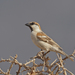 Abd' Al Kuri Sparrow - Photo (c) Jonathan Newman, some rights reserved (CC BY-NC), uploaded by Jonathan Newman
