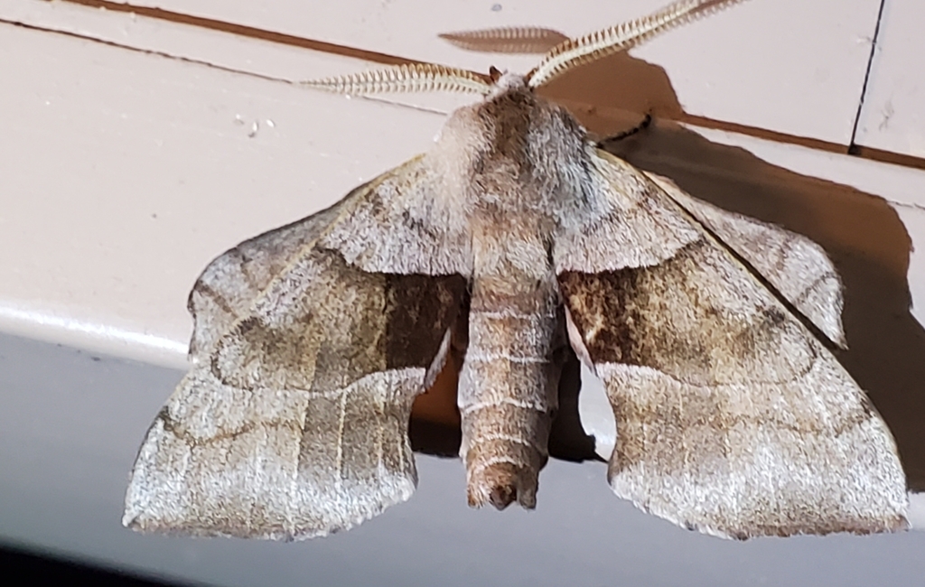 Walnut Sphinx from Tallassee, AL 36078, USA on March 21, 2022 at 06:17 ...