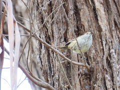 Acanthiza pusilla diemenensis