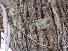 Acanthiza pusilla diemenensis