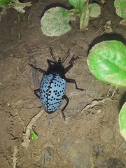 Cypherotylus impressopunctatus