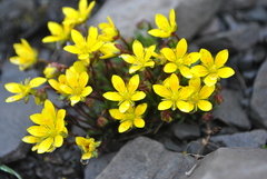 Saxifraga unguiculata