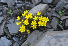 Saxifraga unguiculata
