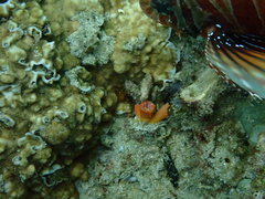 Cladopsammia gracilis