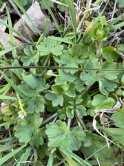 Ranunculus parviflorus
