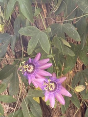 Passiflora × kewensis