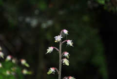 Tiarella polyphylla