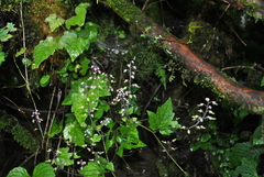 Tiarella polyphylla
