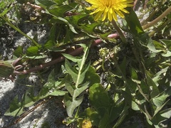 Taraxacum officinale image