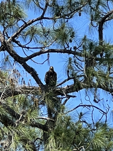 Haliaeetus leucocephalus image