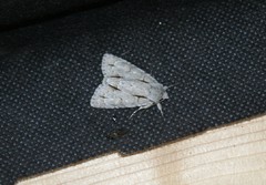 Acronicta laetifica