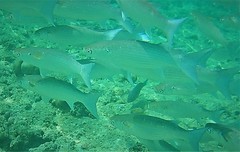 Crenimugil crenilabis