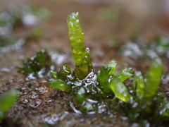 Hygrohypnum