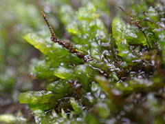 Hygrohypnum