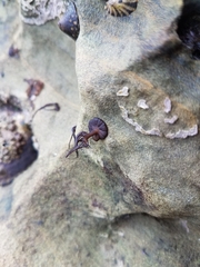 Cumagloia andersonii