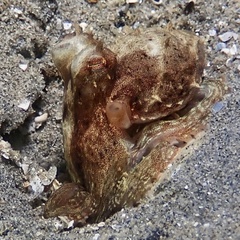 Macroctopus maorum