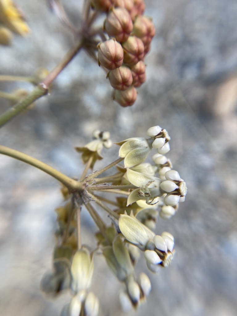 Misumenini from Wellton, AZ, US on March 22, 2022 at 08:26 AM by Louise ...