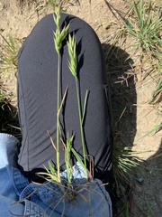 Bromus hordeaceus