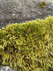 Brachythecium campestre