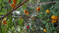 Leuenbergeria bleo