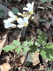Cardamine flagellifera