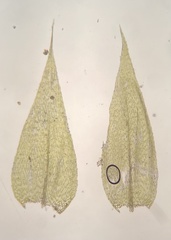 Brachythecium campestre