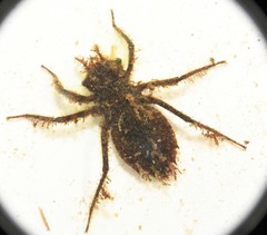 Neurocordulia alabamensis