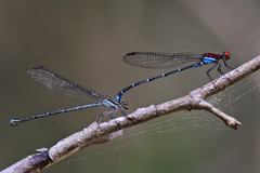 Argia cuprea