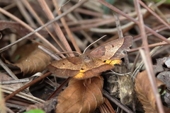 Metarranthis obfirmaria