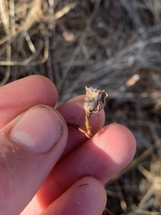 Rabdophaga salicisgnaphalioides