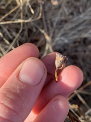 Rabdophaga salicisgnaphalioides