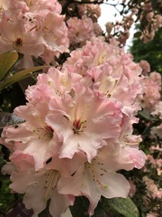 Rhododendron × hybridum