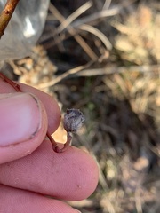 Rabdophaga salicisgnaphalioides