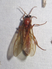 Labidus coecus