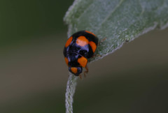 Brachiacantha decora