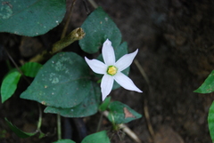 Lycianthes lysimachioides