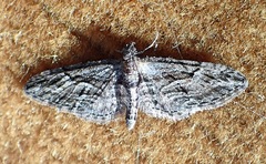 Eupithecia oxycedrata
