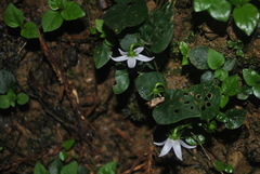 Lycianthes lysimachioides