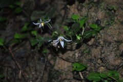 Lycianthes lysimachioides