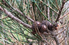 Allocasuarina mackliniana