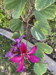 Bauhinia × blakeana