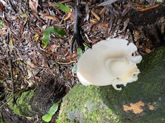 Pleurotus parsonsiae