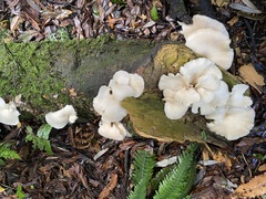 Pleurotus parsonsiae