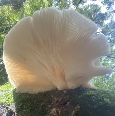 Pleurotus parsonsiae