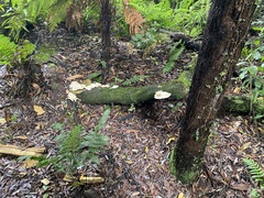 Pleurotus parsonsiae