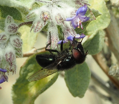 Copestylum comstocki