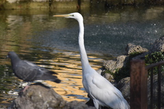 Ardea alba